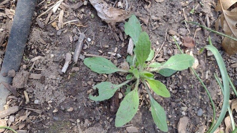 horseweed