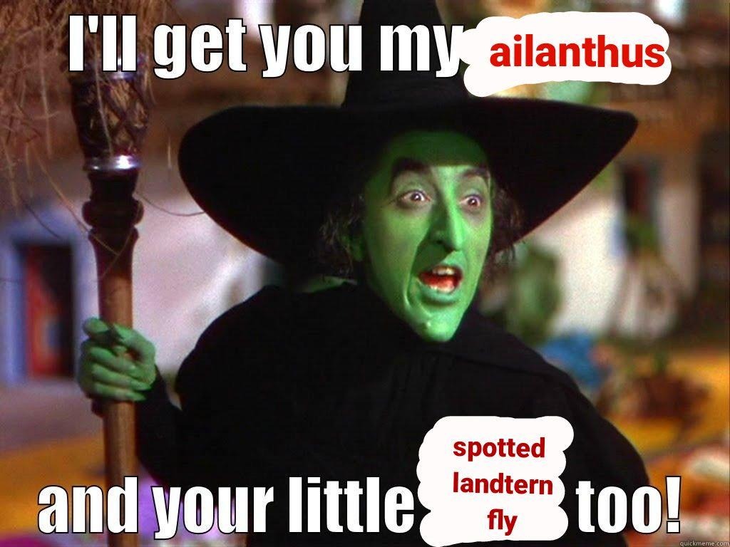 the wizard of oz witch with caption ill get you my ailanthus and your little spotted landternfly too