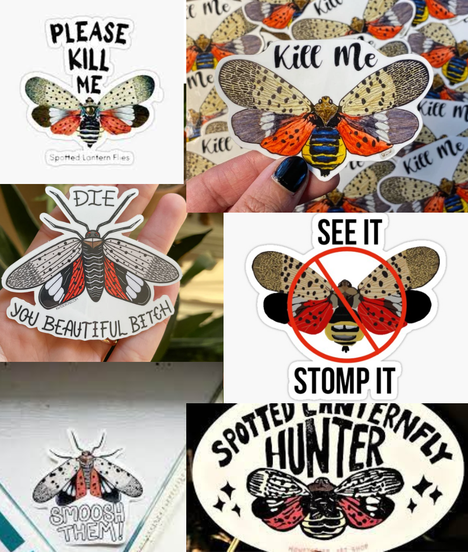 collage of stickers saying things such as 'kill me' and 'see it stomp it' and 'die you beautiful bitch' superimposed on illustrations of spotted lantern flies